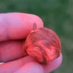 Gidar singhi Siyar singhi