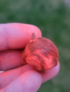 Gidar singhi Siyar singhi